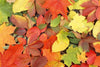 Dimex Colourful Leaves Wall Mural 375x250cm 5 Panels | Yourdecoration.co.uk