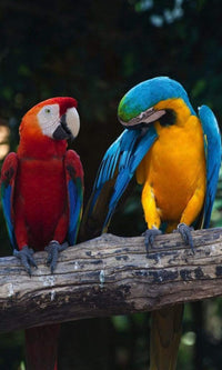 Dimex Colourful Macaw Wall Mural 150x250cm 2 Panels | Yourdecoration.co.uk