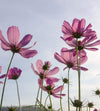 Dimex Cosmos Flowers Wall Mural 225x250cm 3 Panels | Yourdecoration.co.uk