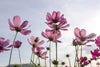 Dimex Cosmos Flowers Wall Mural 375x250cm 5 Panels | Yourdecoration.co.uk