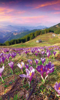 Dimex Crocuses at Spring Wall Mural 150x250cm 2 Panels | Yourdecoration.co.uk