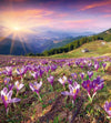 Dimex Crocuses at Spring Wall Mural 225x250cm 3 Panels | Yourdecoration.co.uk