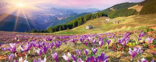 Dimex Crocuses at Spring Wall Mural 375x150cm 5 Panels | Yourdecoration.co.uk