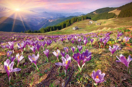Dimex Crocuses at Spring Wall Mural 375x250cm 5 Panels | Yourdecoration.co.uk