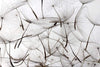 Dimex Dandelion Seeds Wall Mural 375x250cm 5 Panels | Yourdecoration.co.uk