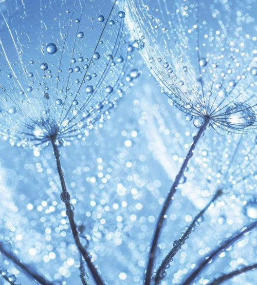 Dimex Dandelion Water Drops Wall Mural 225x250cm 3 Panels | Yourdecoration.co.uk