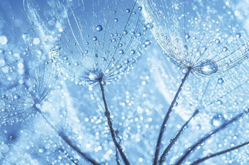 Dimex Dandelion Water Drops Wall Mural 375x250cm 5 Panels | Yourdecoration.co.uk