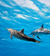Dimex Dolphins Wall Mural 225x250cm 3 Panels | Yourdecoration.co.uk