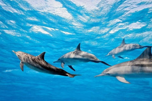 Dimex Dolphins Wall Mural 375x250cm 5 Panels | Yourdecoration.co.uk