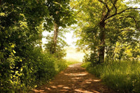 Dimex Forest Path Wall Mural 375x250cm 5 Panels | Yourdecoration.co.uk