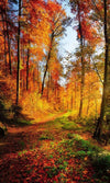 Dimex Forest Walk Wall Mural 150x250cm 2 Panels | Yourdecoration.co.uk