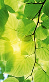 Dimex Green Leaves Wall Mural 150x250cm 2 Panels | Yourdecoration.co.uk