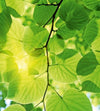 Dimex Green Leaves Wall Mural 225x250cm 3 Panels | Yourdecoration.co.uk