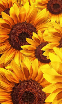 Dimex Helianthus Wall Mural 150x250cm 2 Panels | Yourdecoration.co.uk