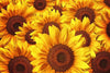 Dimex Helianthus Wall Mural 375x250cm 5 Panels | Yourdecoration.co.uk