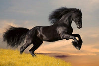 Dimex Horse Wall Mural 375x250cm 5 Panels | Yourdecoration.co.uk