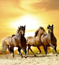 Dimex Horses in Sunset Wall Mural 225x250cm 3 Panels | Yourdecoration.co.uk