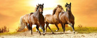 Dimex Horses in Sunset Wall Mural 375x150cm 5 Panels | Yourdecoration.co.uk