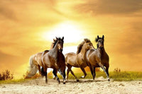 Dimex Horses in Sunset Wall Mural 375x250cm 5 Panels | Yourdecoration.co.uk
