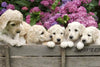 Dimex Labrador Puppies Wall Mural 375x250cm 5 Panels | Yourdecoration.co.uk