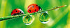 Dimex Ladybird Wall Mural 375x150cm 5 Panels | Yourdecoration.co.uk