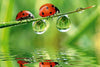Dimex Ladybird Wall Mural 375x250cm 5 Panels | Yourdecoration.co.uk