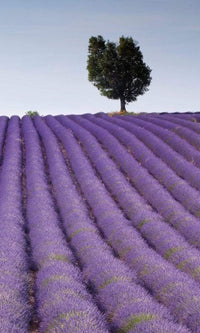 Dimex Lavender Field Wall Mural 150x250cm 2 Panels | Yourdecoration.co.uk