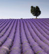 Dimex Lavender Field Wall Mural 225x250cm 3 Panels | Yourdecoration.co.uk