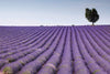 Dimex Lavender Field Wall Mural 375x250cm 5 Panels | Yourdecoration.co.uk