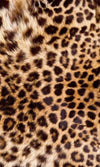 Dimex Leopard Skin Wall Mural 150x250cm 2 Panels | Yourdecoration.co.uk