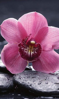 Dimex Orchid Wall Mural 150x250cm 2 Panels | Yourdecoration.co.uk