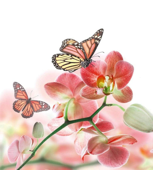 Dimex Orchids and Butterfly Wall Mural 225x250cm 3 Panels | Yourdecoration.co.uk