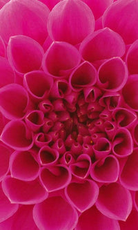Dimex Pink Dahlia Wall Mural 150x250cm 2 Panels | Yourdecoration.co.uk
