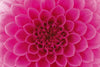 Dimex Pink Dahlia Wall Mural 375x250cm 5 Panels | Yourdecoration.co.uk
