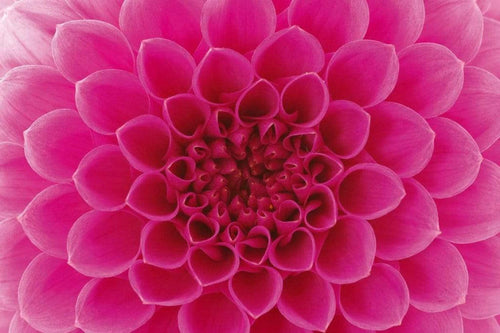 Dimex Pink Dahlia Wall Mural 375x250cm 5 Panels | Yourdecoration.co.uk
