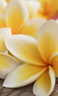 Dimex Plumeria Wall Mural 150x250cm 2 Panels | Yourdecoration.co.uk