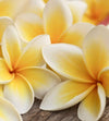 Dimex Plumeria Wall Mural 225x250cm 3 Panels | Yourdecoration.co.uk