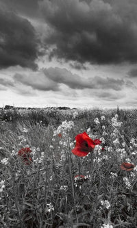 Dimex Poppies Black Wall Mural 150x250cm 2 Panels | Yourdecoration.co.uk