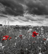 Dimex Poppies Black Wall Mural 225x250cm 3 Panels | Yourdecoration.co.uk
