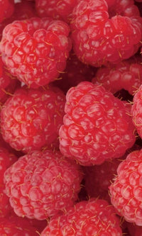 Dimex Raspberry Wall Mural 150x250cm 2 Panels | Yourdecoration.co.uk