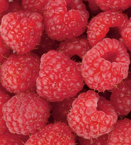 Dimex Raspberry Wall Mural 225x250cm 3 Panels | Yourdecoration.co.uk