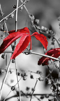 Dimex Red Leaves on Black Wall Mural 150x250cm 2 Panels | Yourdecoration.co.uk
