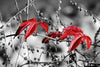 Dimex Red Leaves on Black Wall Mural 375x250cm 5 Panels | Yourdecoration.co.uk
