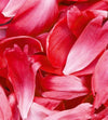Dimex Red Petals Wall Mural 225x250cm 3 Panels | Yourdecoration.co.uk