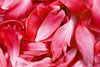 Dimex Red Petals Wall Mural 375x250cm 5 Panels | Yourdecoration.co.uk