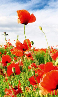 Dimex Red Poppies Wall Mural 150x250cm 2 Panels | Yourdecoration.co.uk
