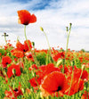 Dimex Red Poppies Wall Mural 225x250cm 3 Panels | Yourdecoration.co.uk