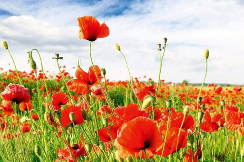 Dimex Red Poppies Wall Mural 375x250cm 5 Panels | Yourdecoration.co.uk