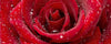 Dimex Red Rose Wall Mural 375x150cm 5 Panels | Yourdecoration.co.uk