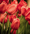 Dimex Red Tulips Wall Mural 225x250cm 3 Panels | Yourdecoration.co.uk